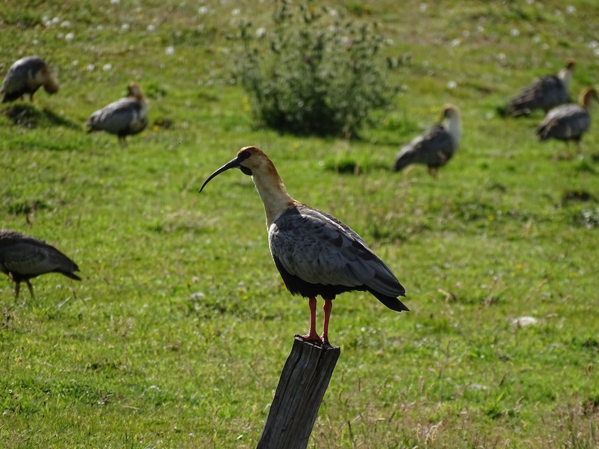 Black-faced Ibis - ML244194421