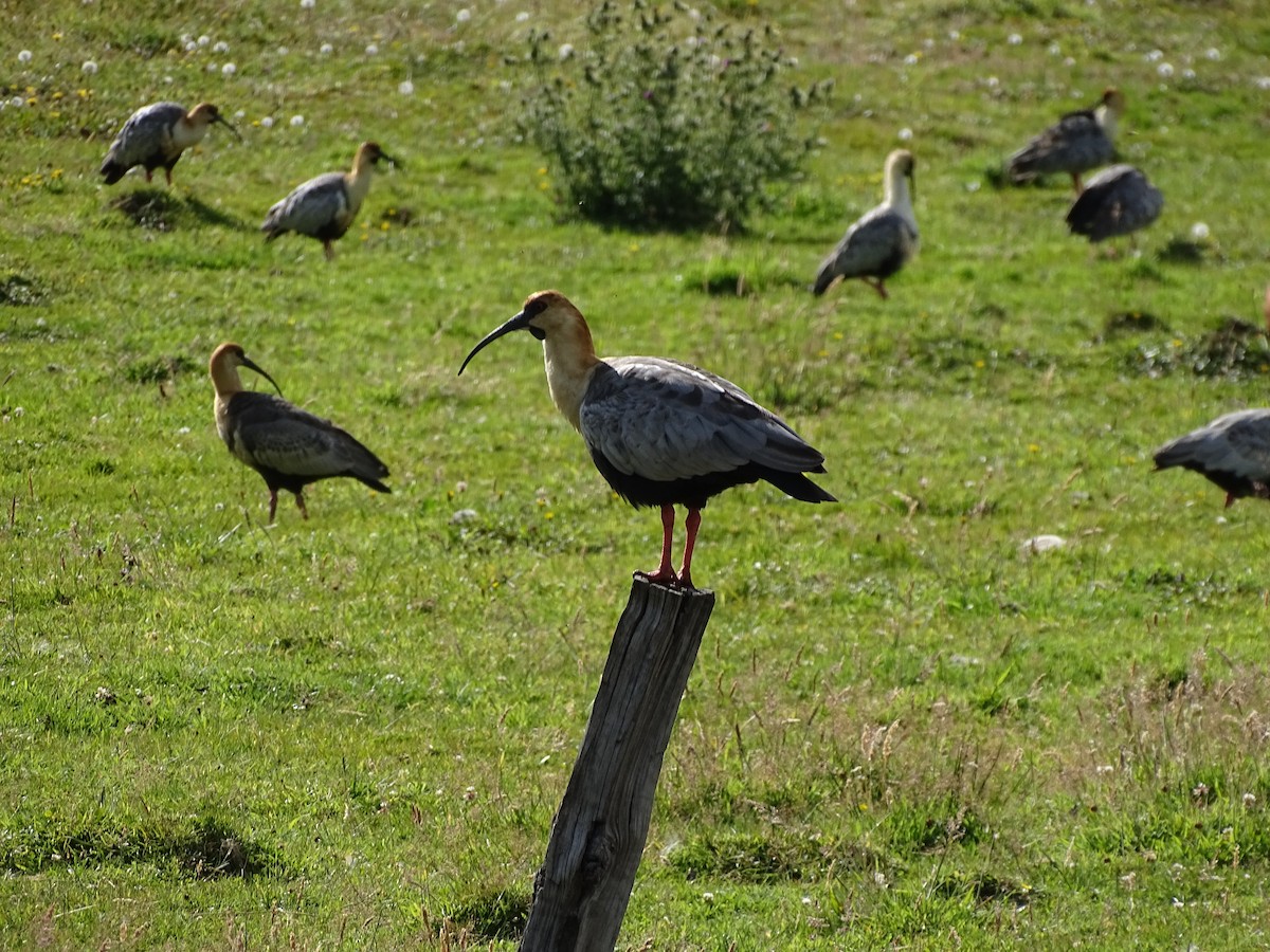 Black-faced Ibis - ML244194431