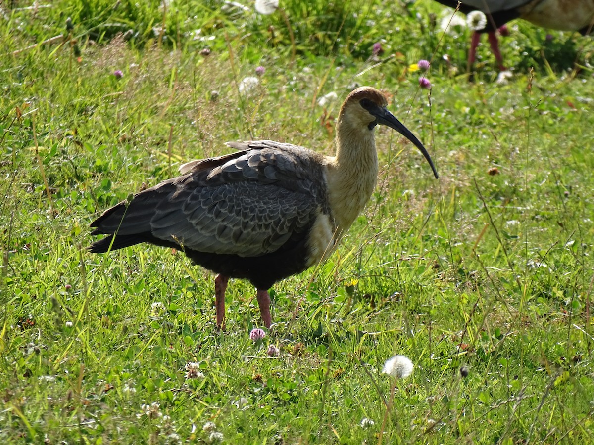 Black-faced Ibis - ML244194441