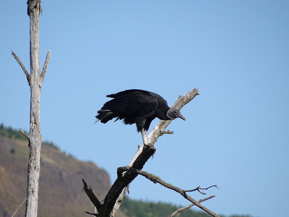 Black Vulture - ML244194501