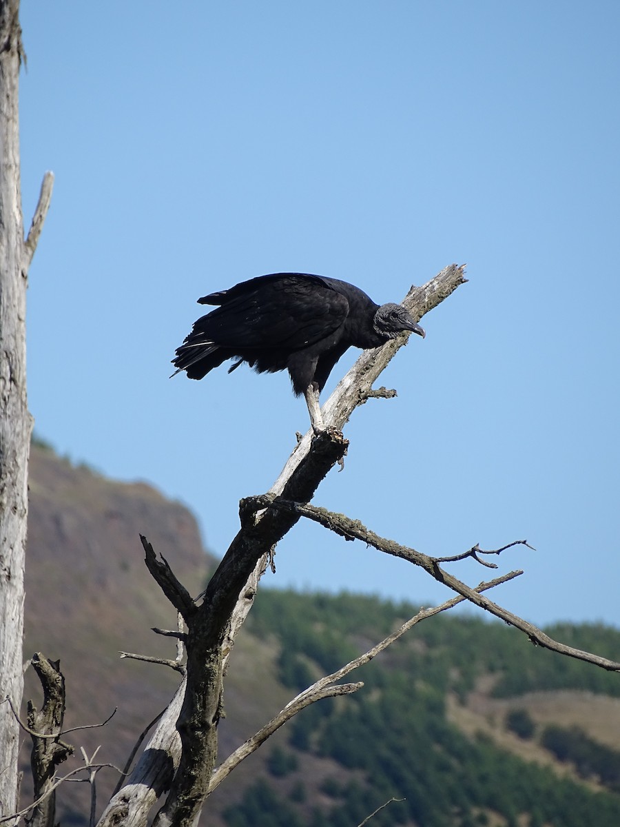 Black Vulture - ML244194521