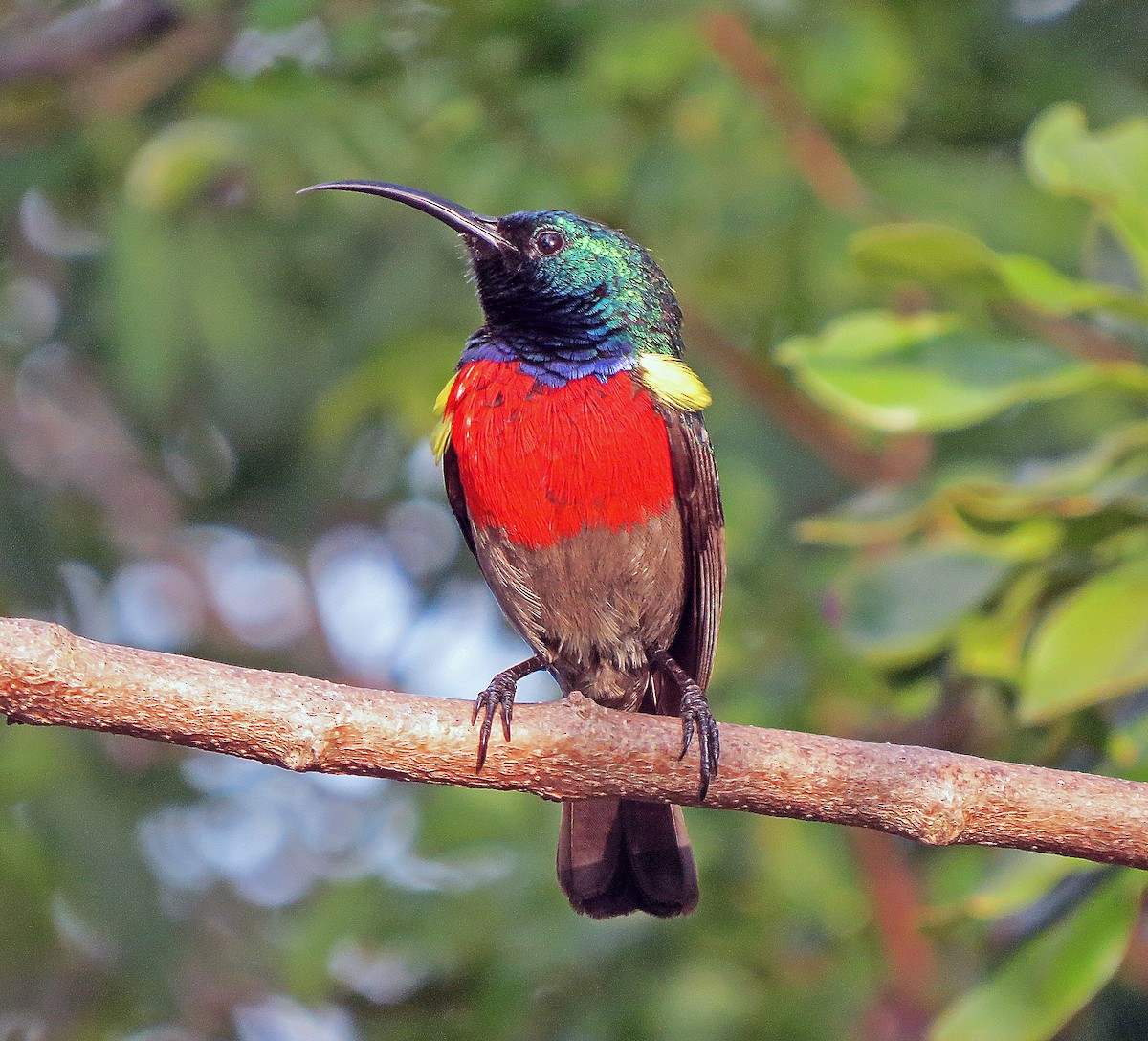 Greater Double-collared Sunbird - ML244194861