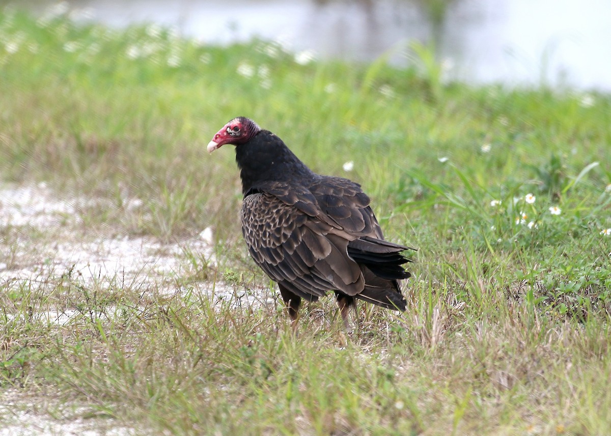 Turkey Vulture - Gary Chapin