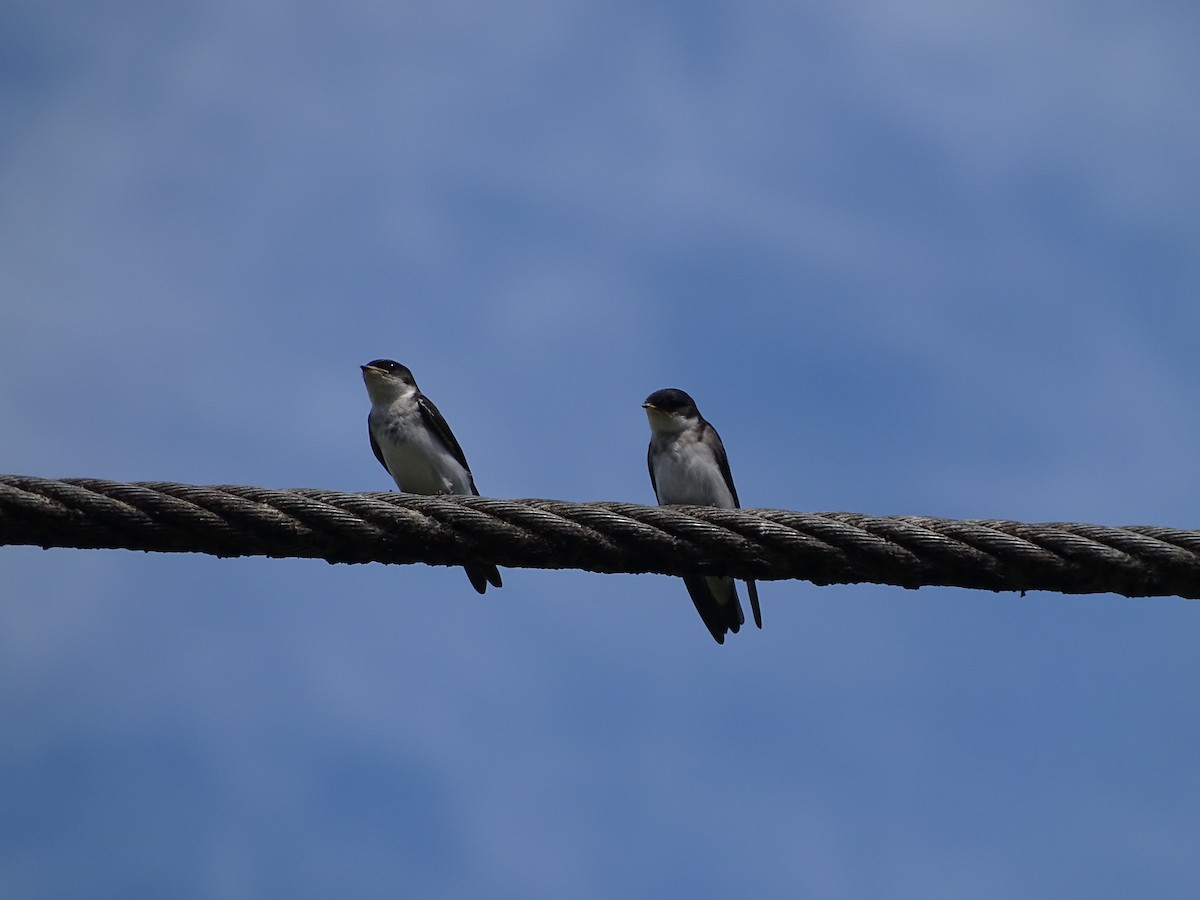 Chilean Swallow - ML244196361