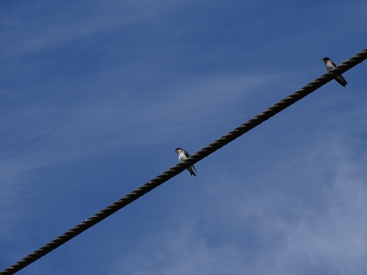 Chilean Swallow - ML244196631