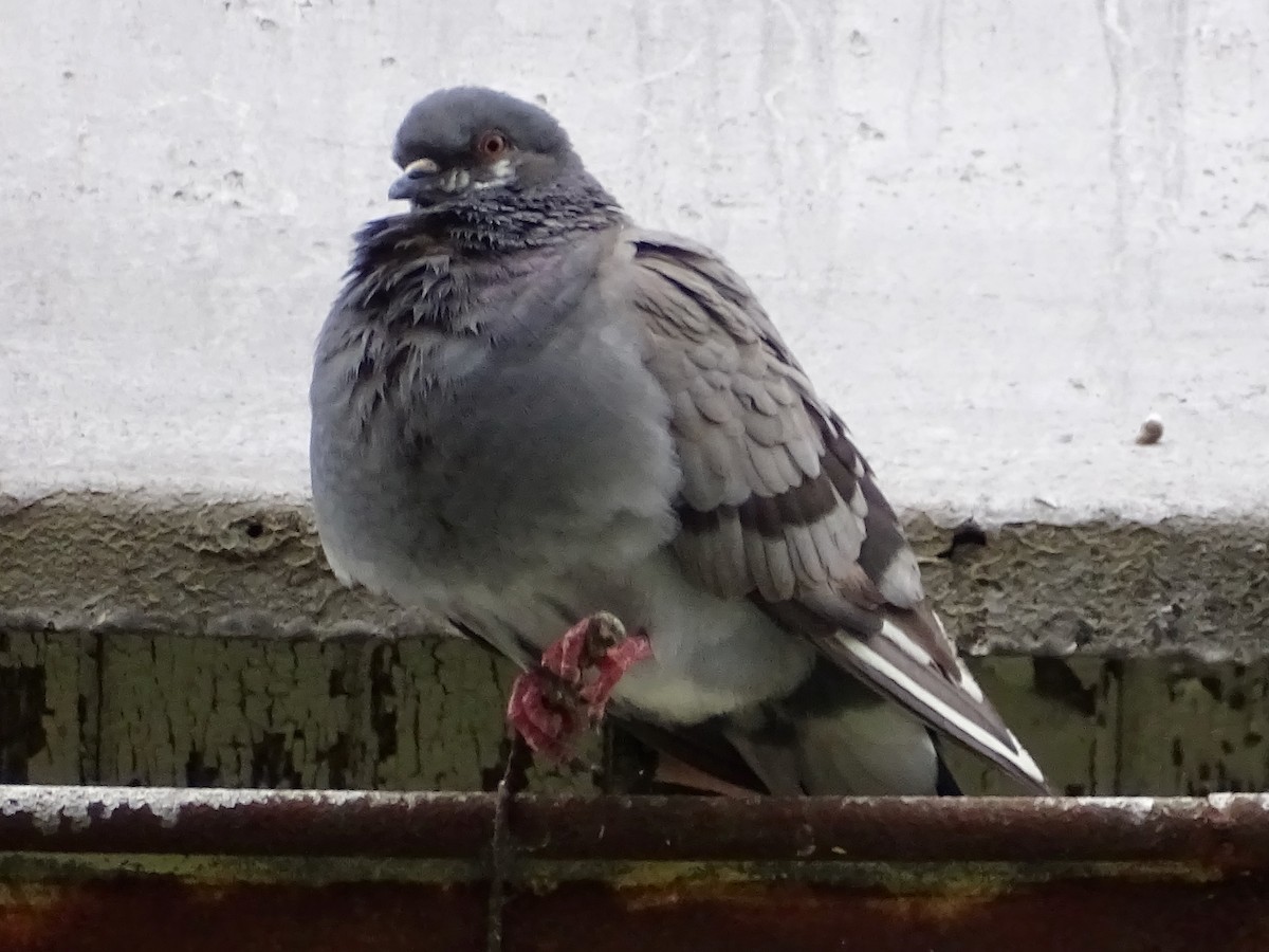 Rock Pigeon (Feral Pigeon) - ML244196771