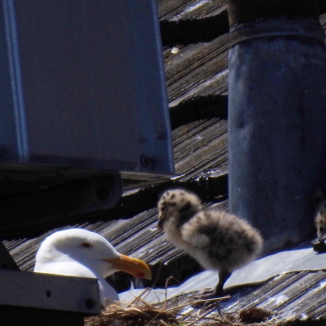 Western Gull - Susan Kirkbride