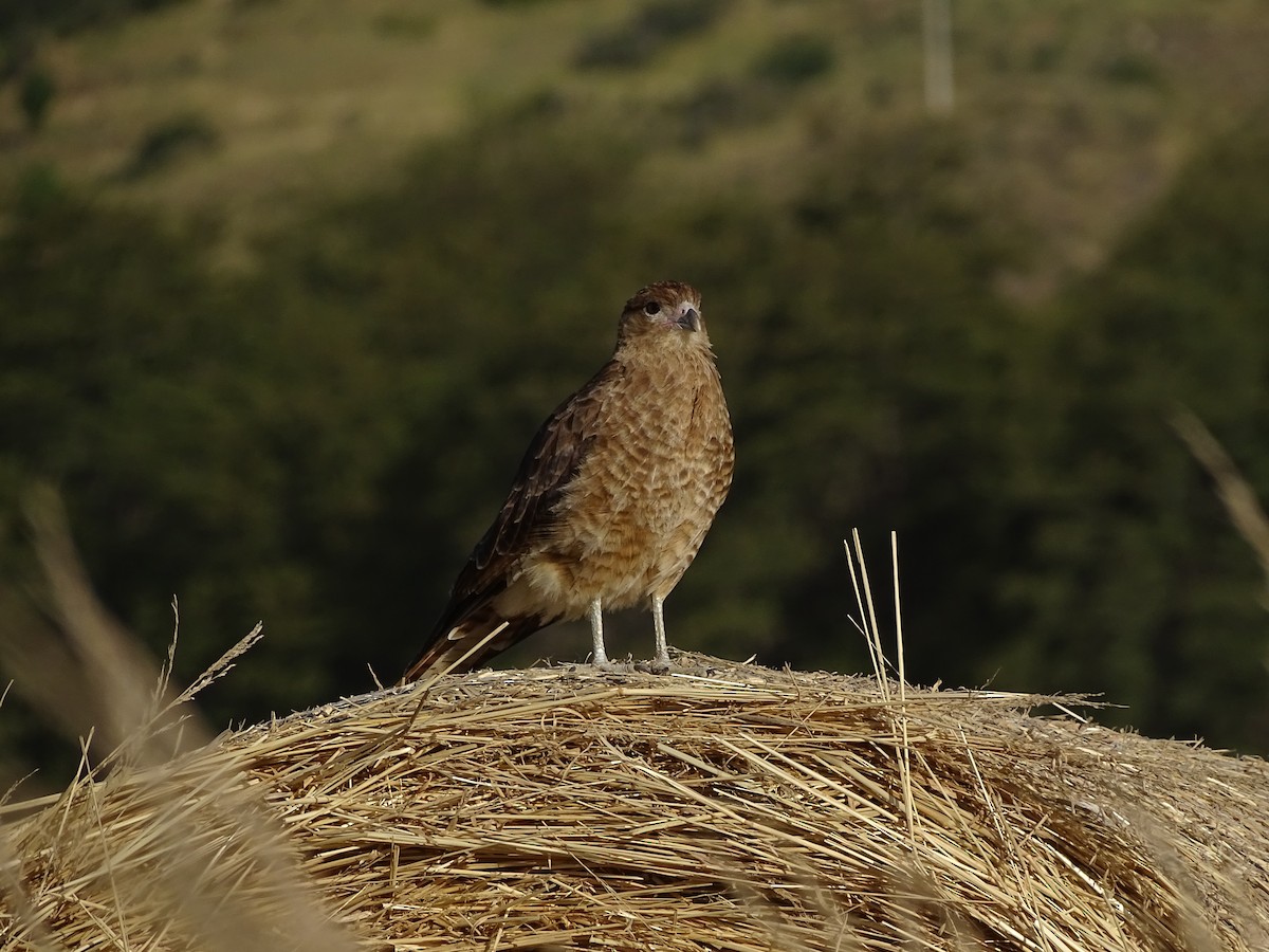 Caracara chimango - ML244197411