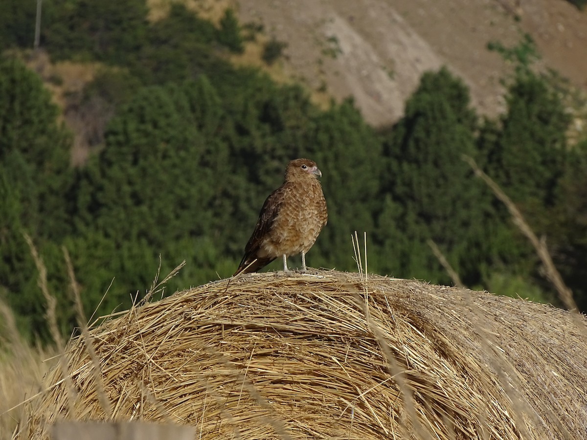 Caracara chimango - ML244197421