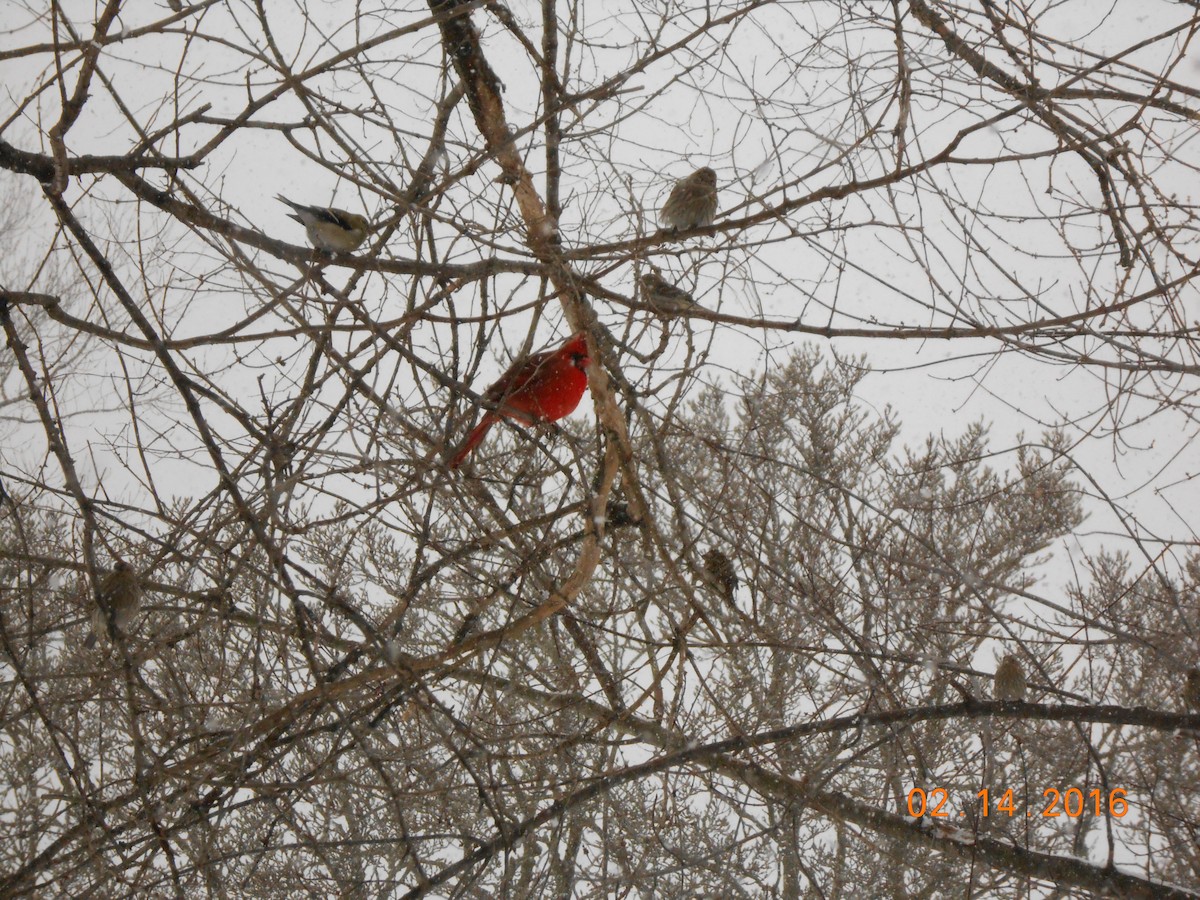 Cardinal rouge - ML24419841