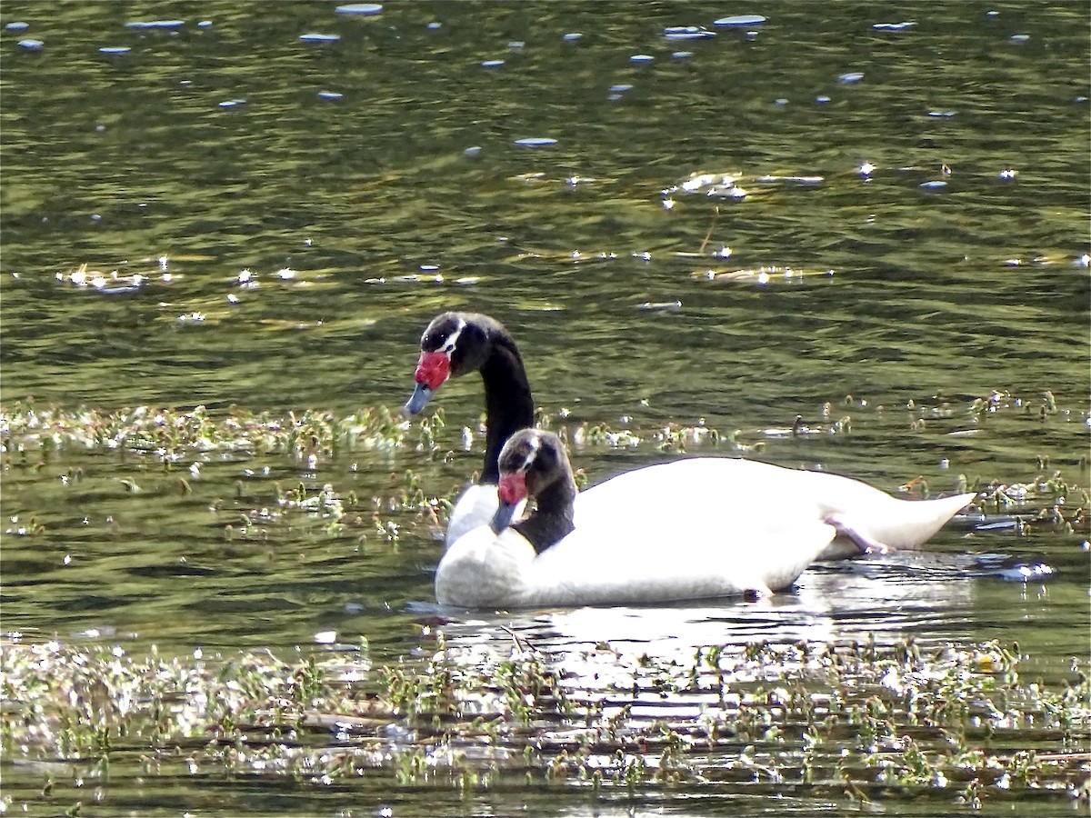 Black-necked Swan - ML244199531