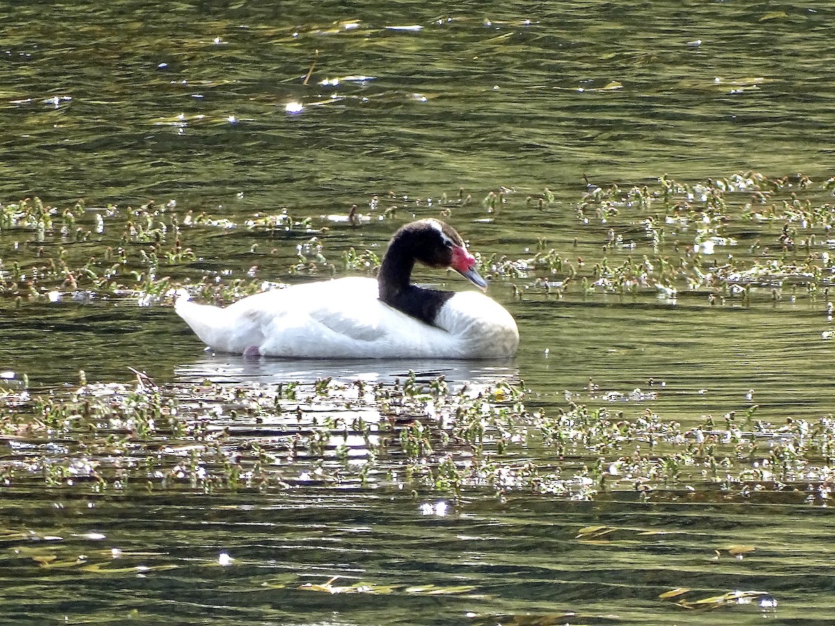 Black-necked Swan - ML244199541