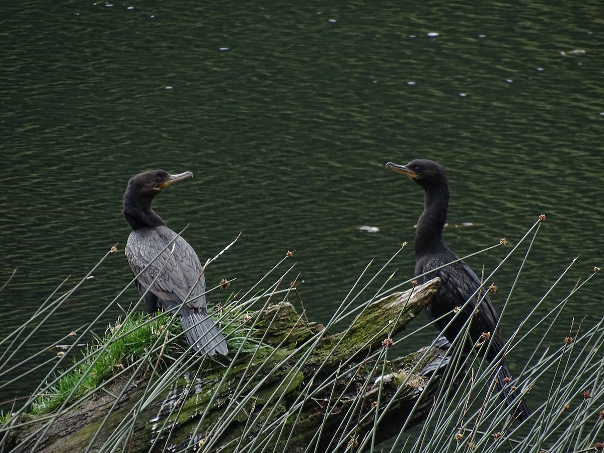 Neotropic Cormorant - ML244199581