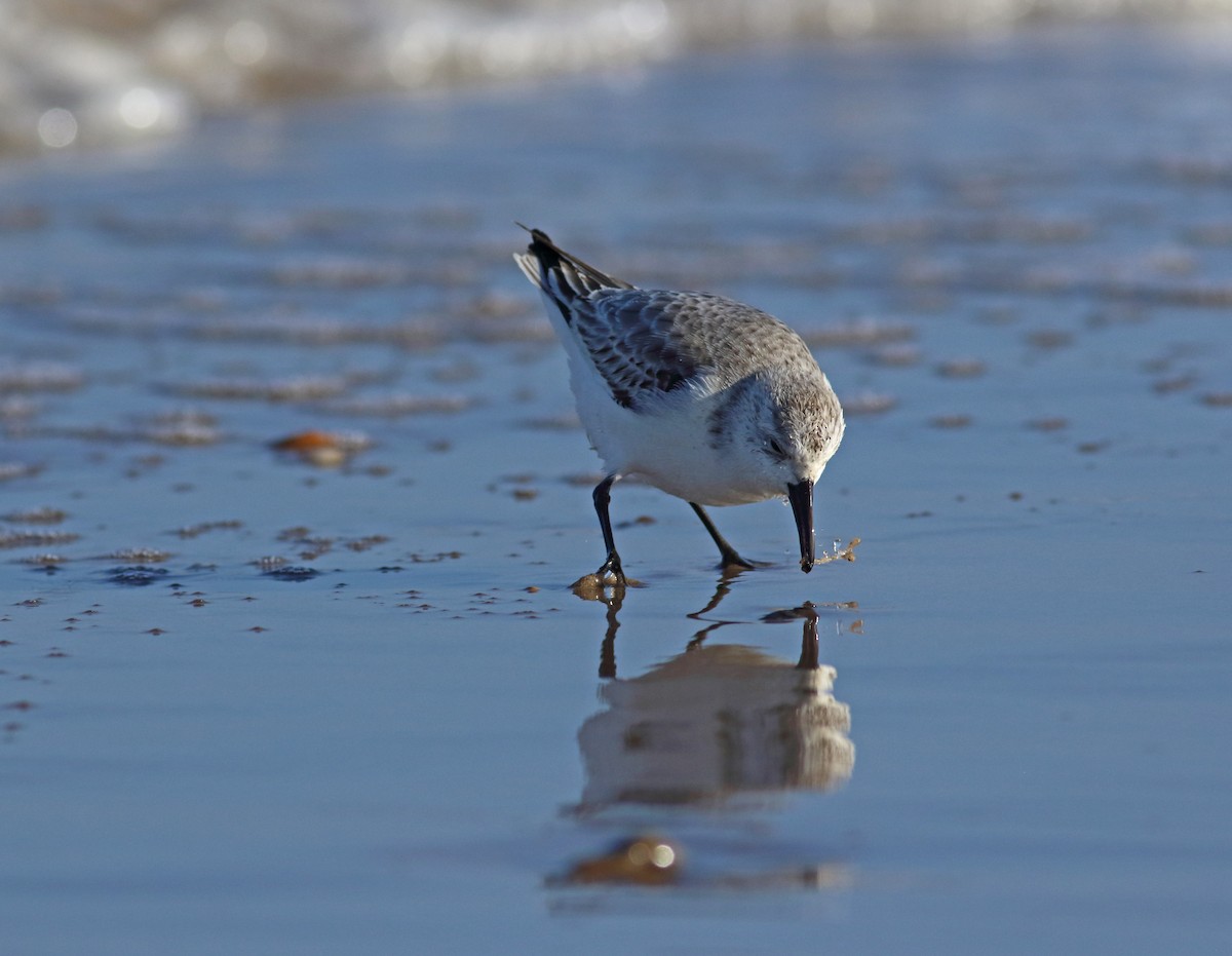 Sanderling - ML244199941