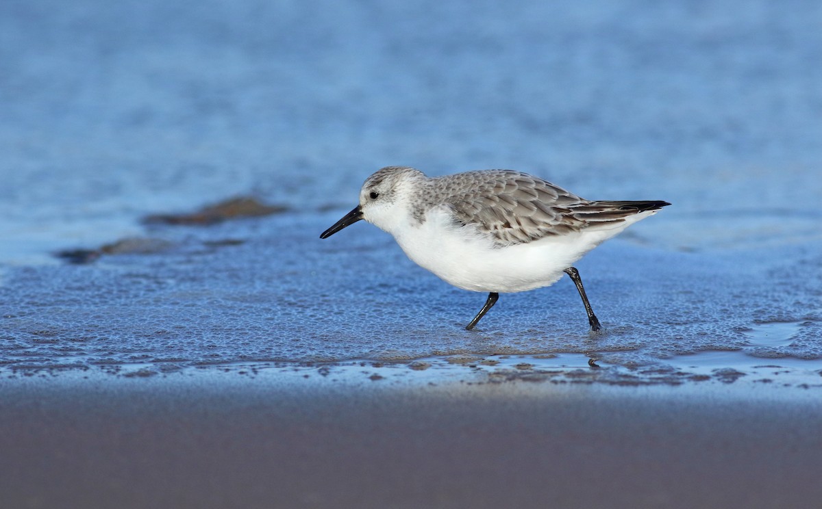 Sanderling - ML244200281