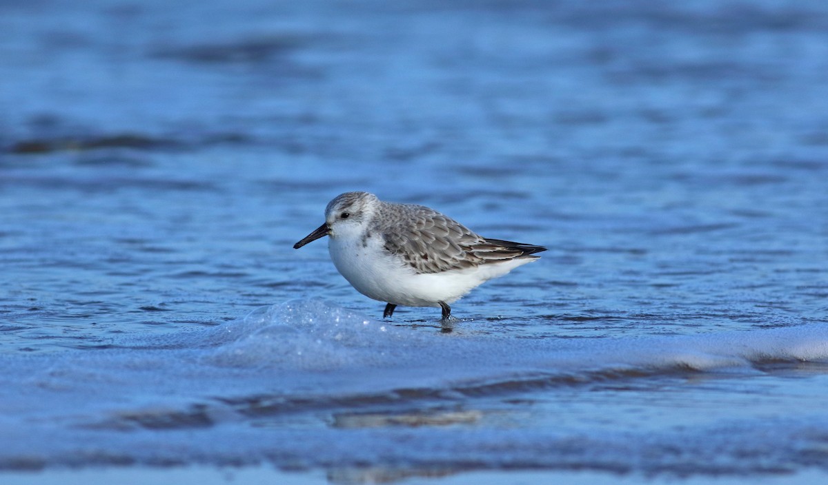 Sanderling - ML244200351