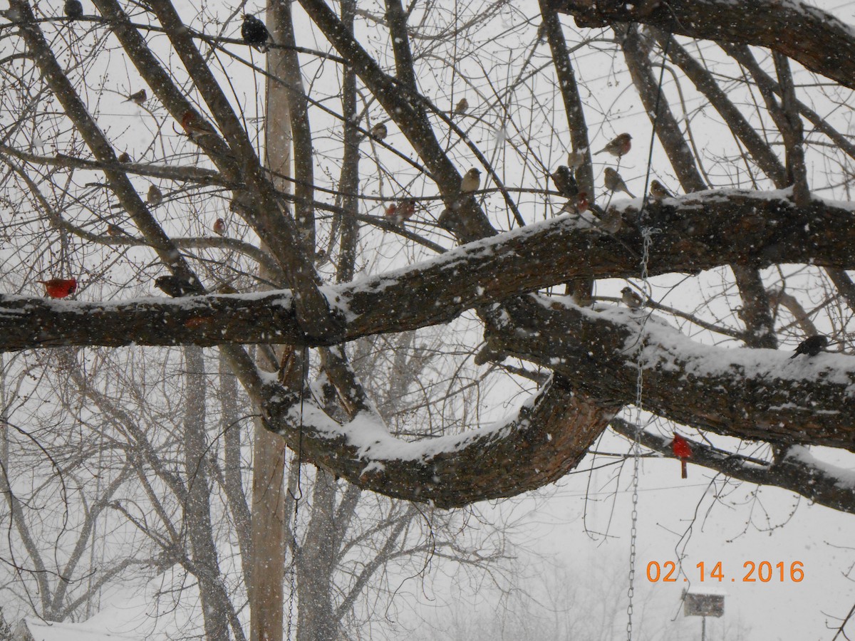 Cardinal rouge - ML24420081