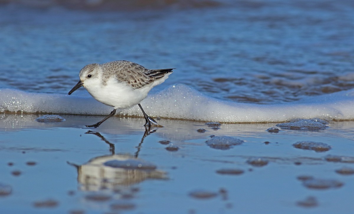 Sanderling - ML244201021