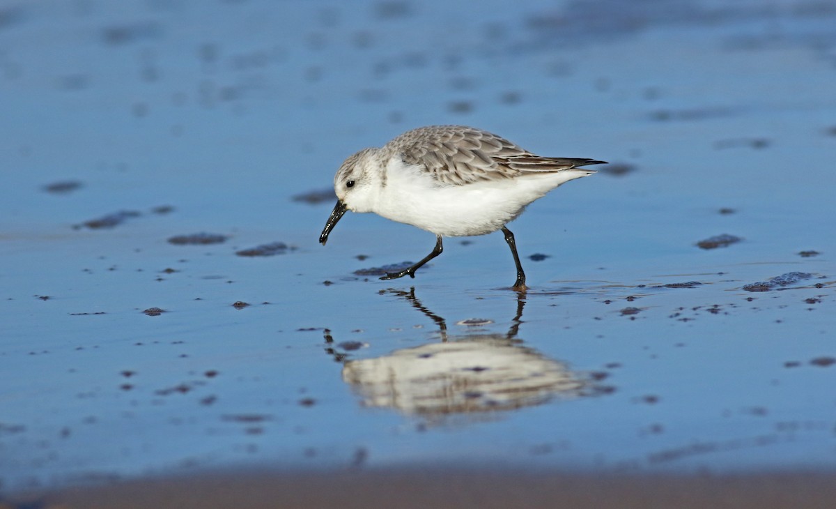 Sanderling - Andrew Steele