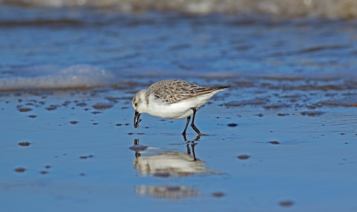 Sanderling - ML244201321