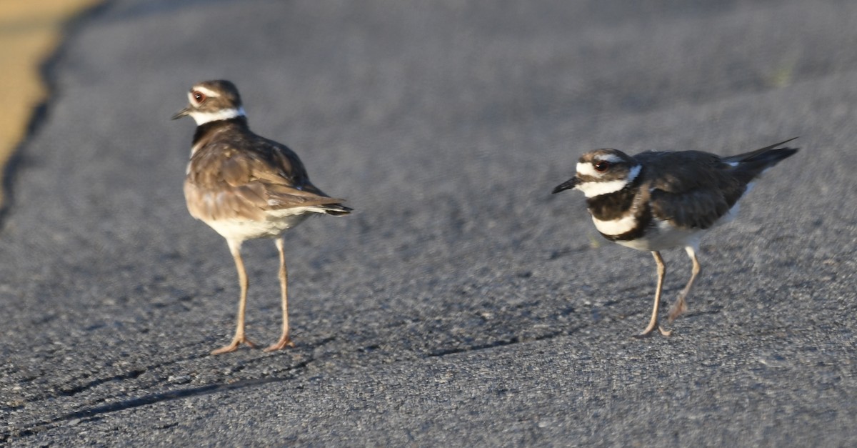 Killdeer - ML244201821