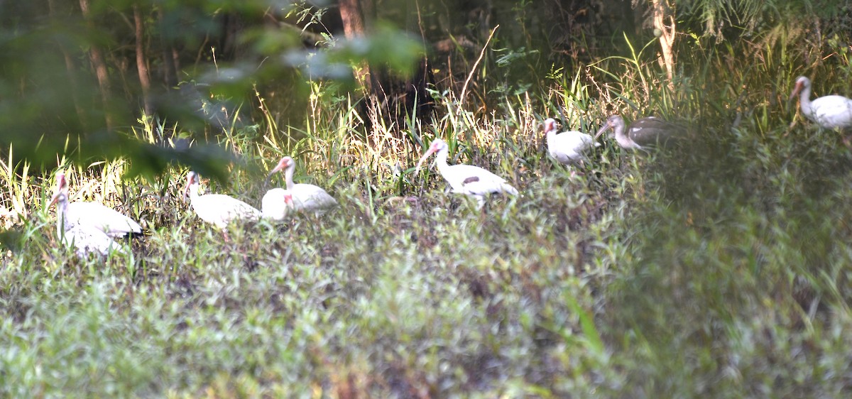 White Ibis - ML244201981