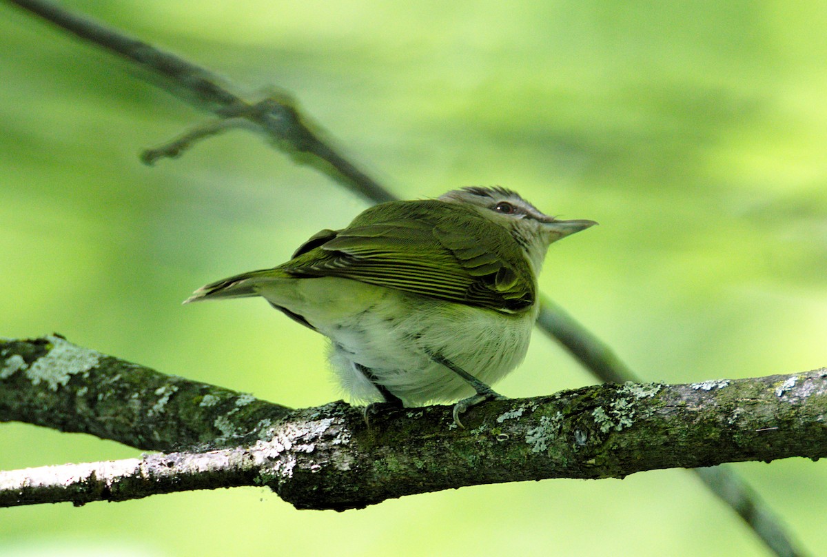 Red-eyed Vireo - Mario St-Gelais