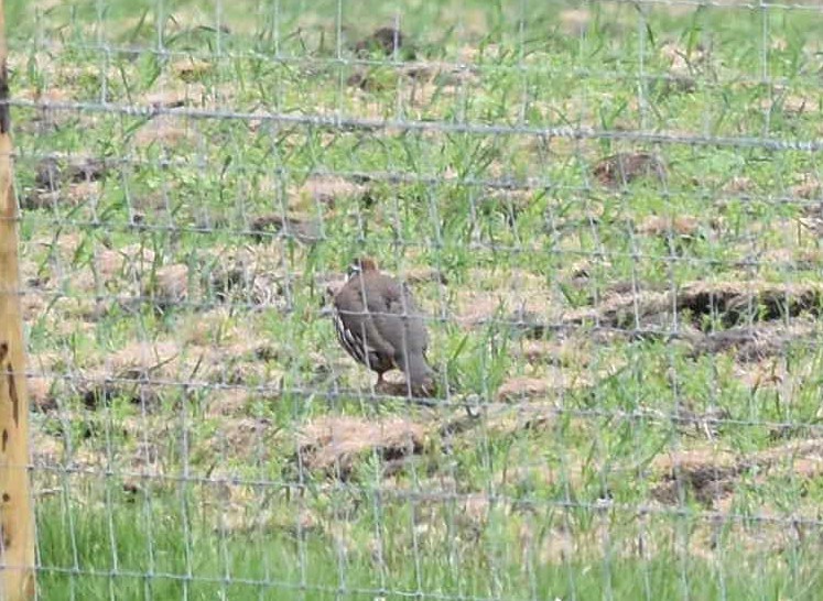 Red-legged Partridge - Blair Whyte