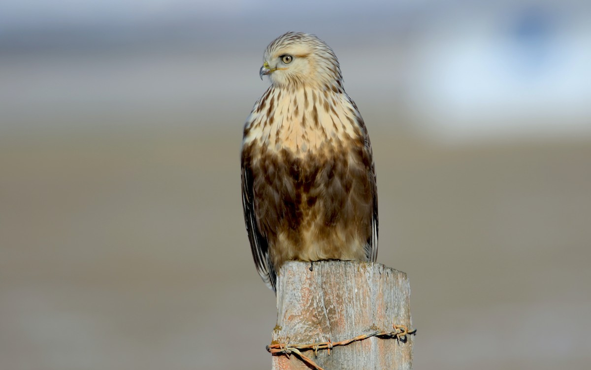 Rough-legged Hawk - Jerry Liguori