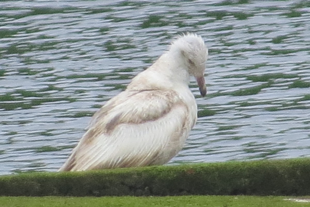 Goéland argenté - ML244204421