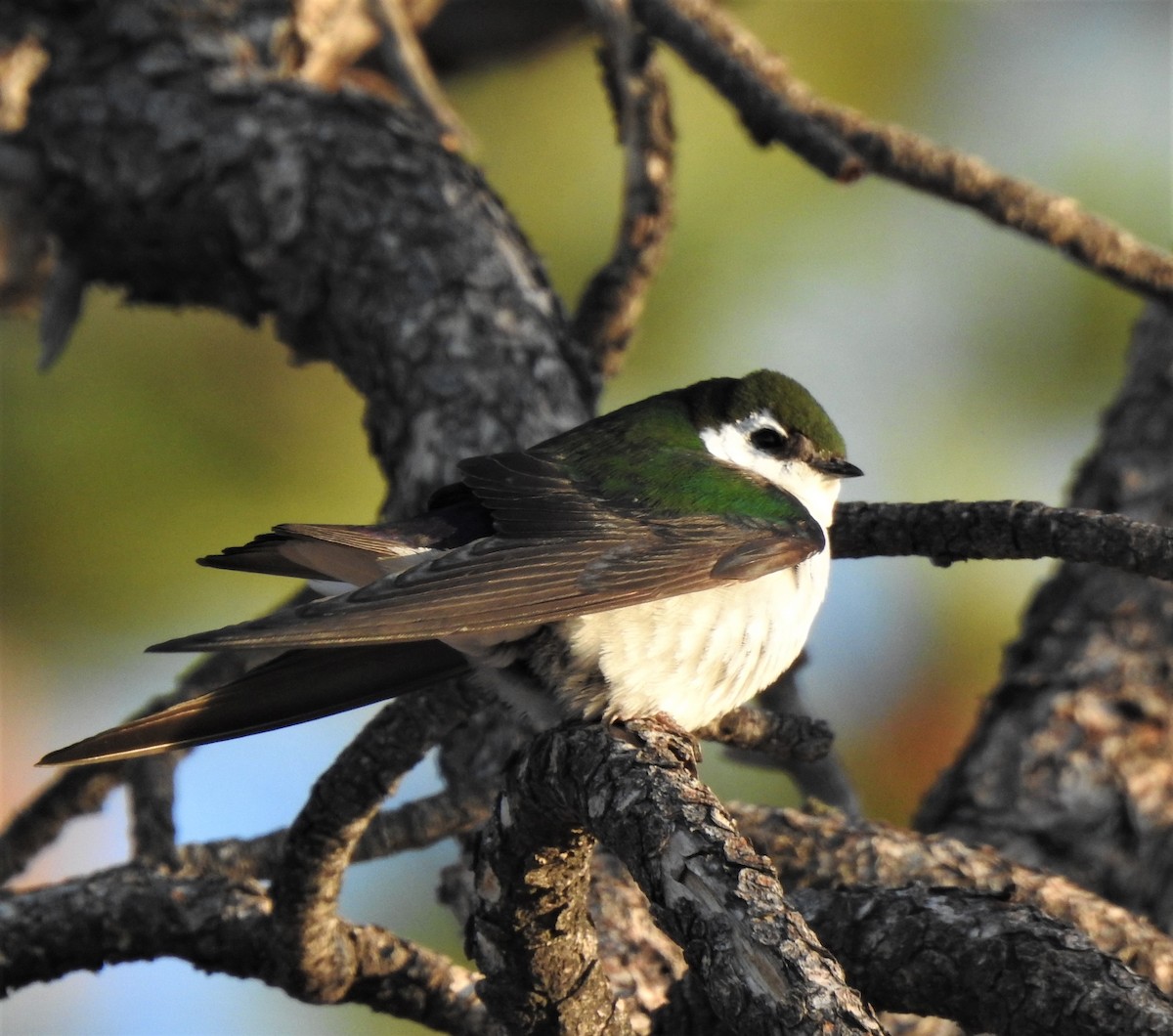 Violet-green Swallow - ML244204721