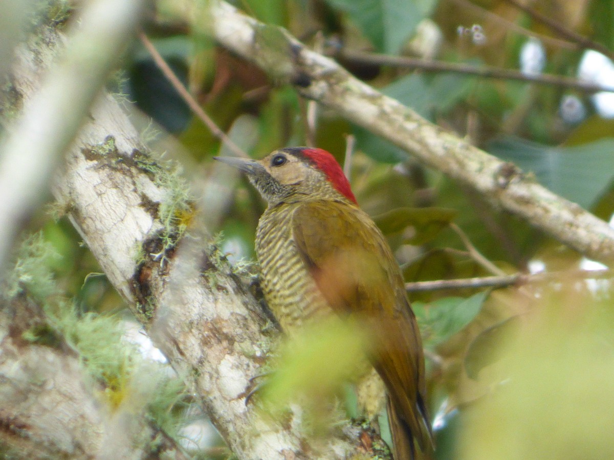 Golden-olive Woodpecker - ML244204941