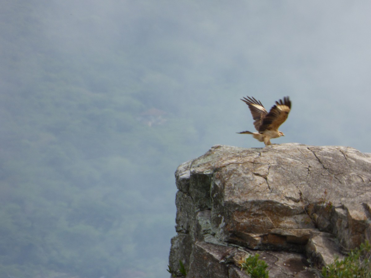 Yellow-headed Caracara - ML244205021