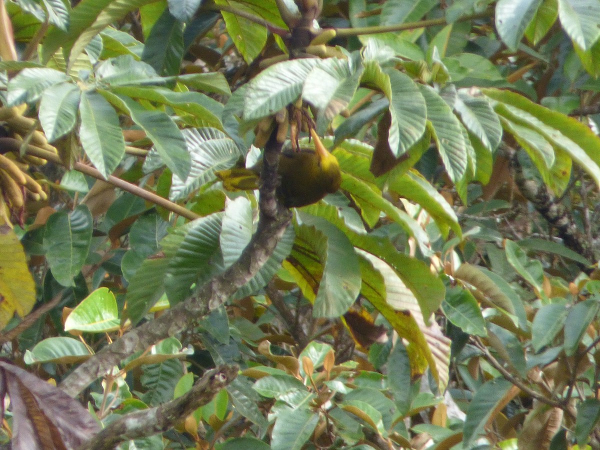 Russet-backed Oropendola - ML244205121