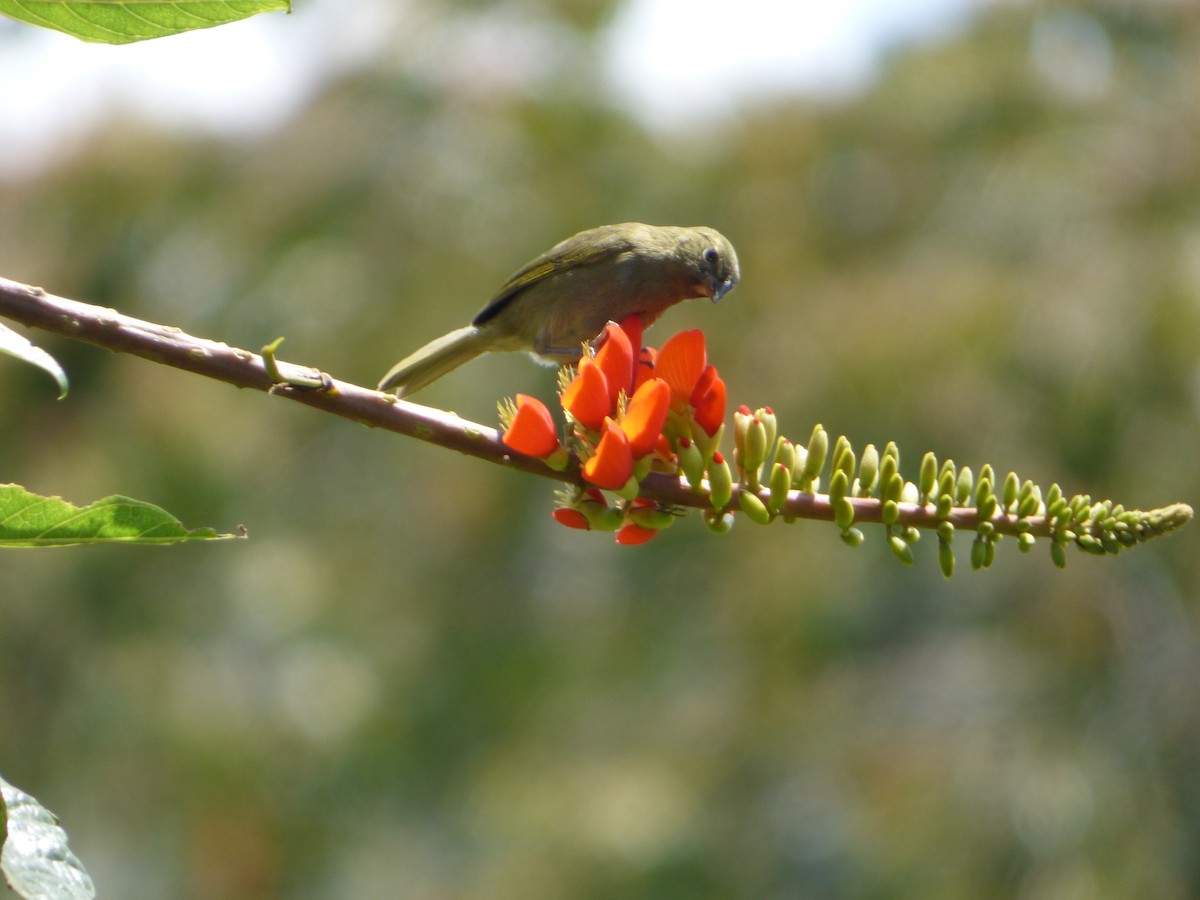 Yellow-faced Grassquit - ML244205211