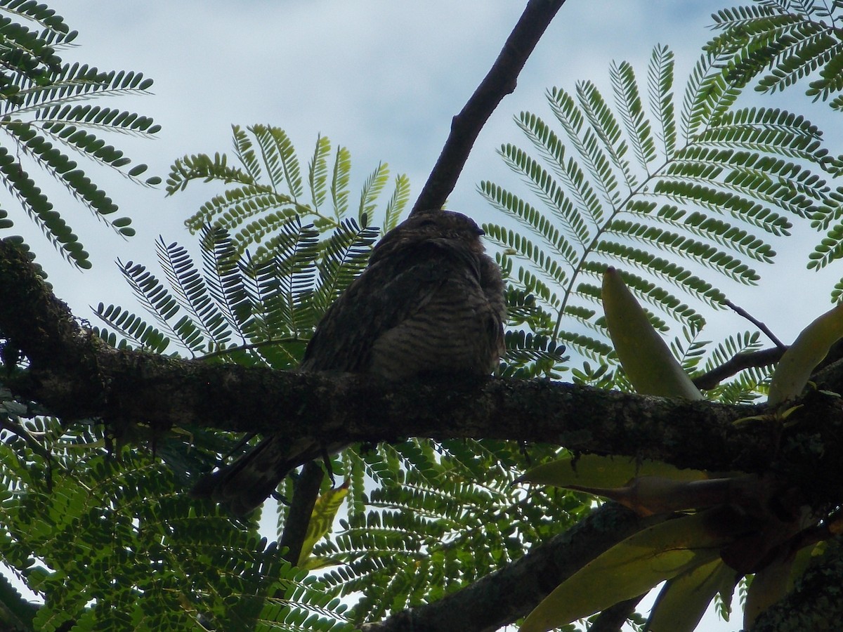 Lesser Nighthawk - ML244205451