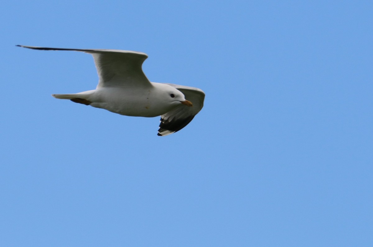 Common Gull - Martin  Mühlbach