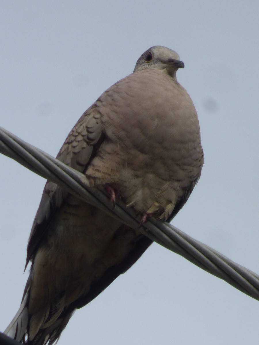 Inca Dove - Cenaida Moncada