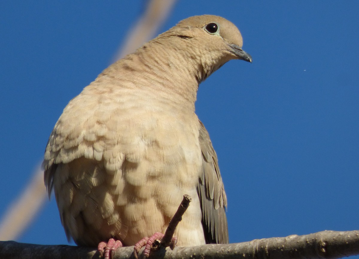 Eared Dove - ML244209331