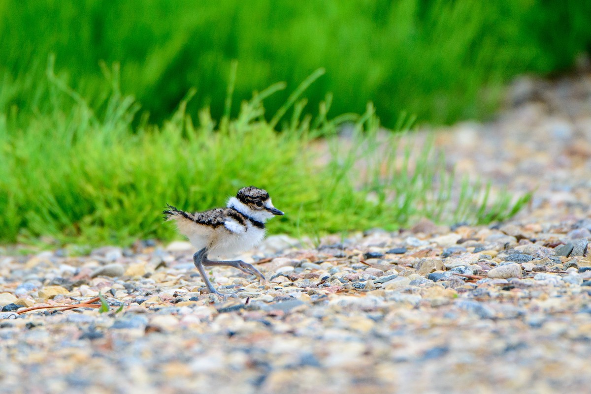 Killdeer - ML244209371