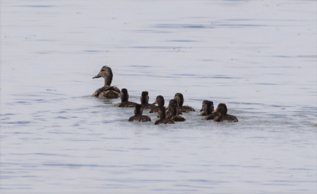 Mallard - ML244210501