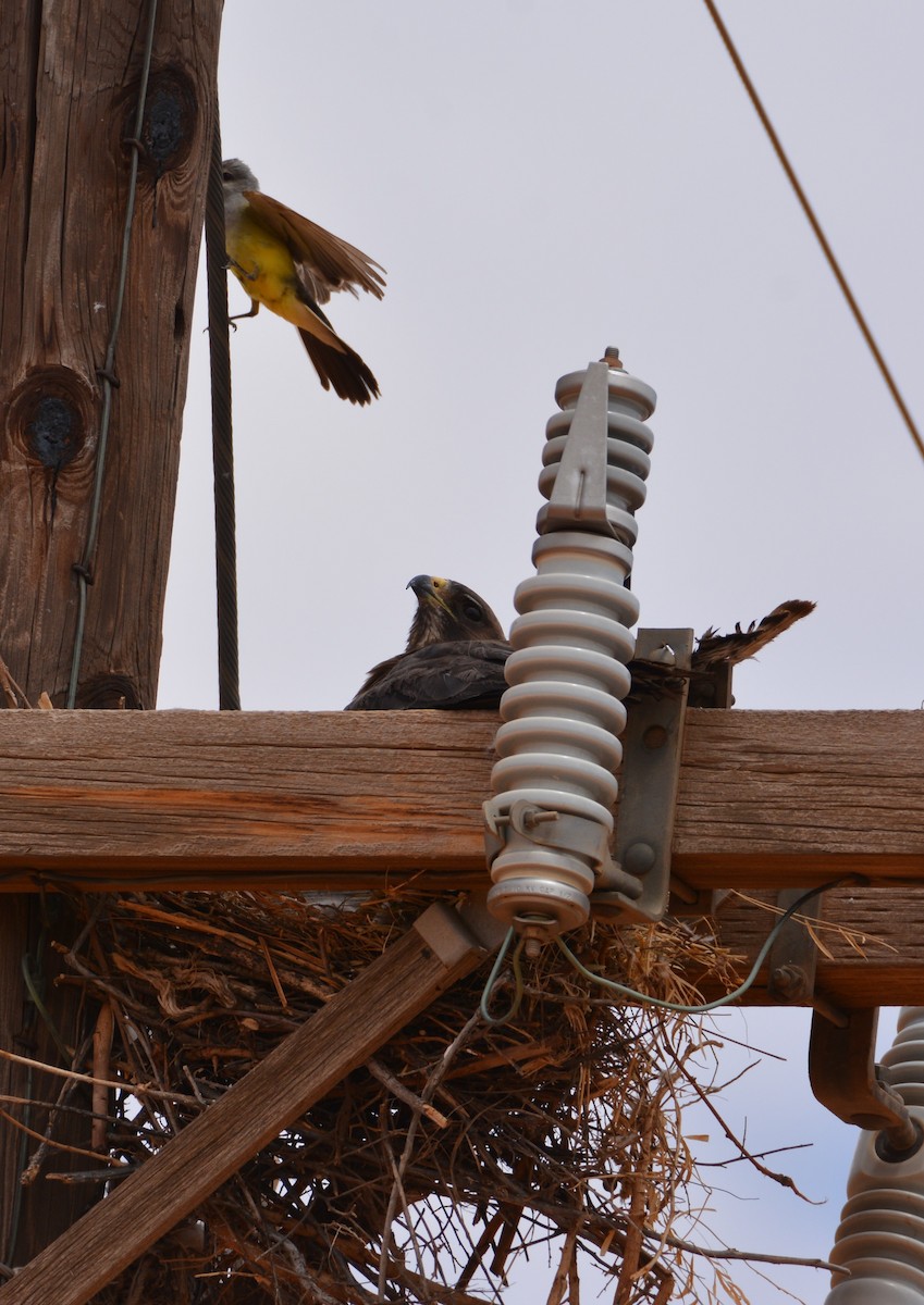 Swainson's Hawk - ML244210571
