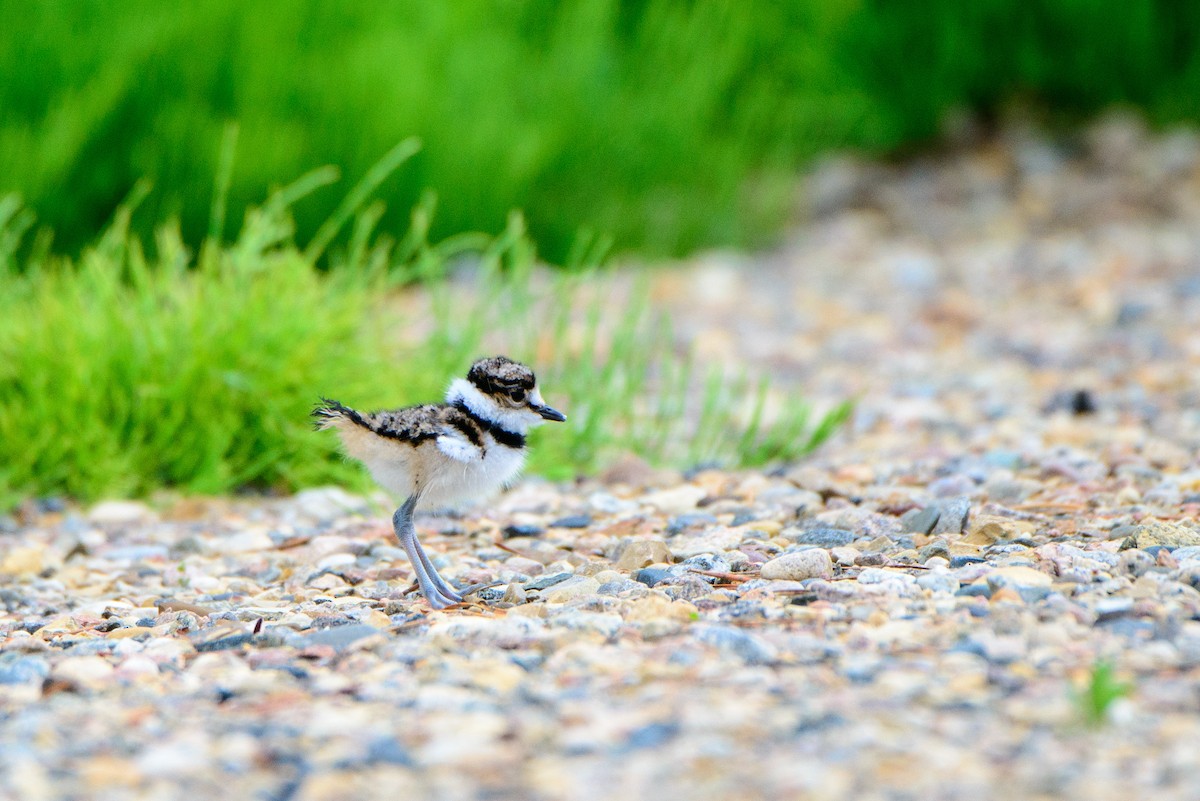 Killdeer - Vicki St Germaine