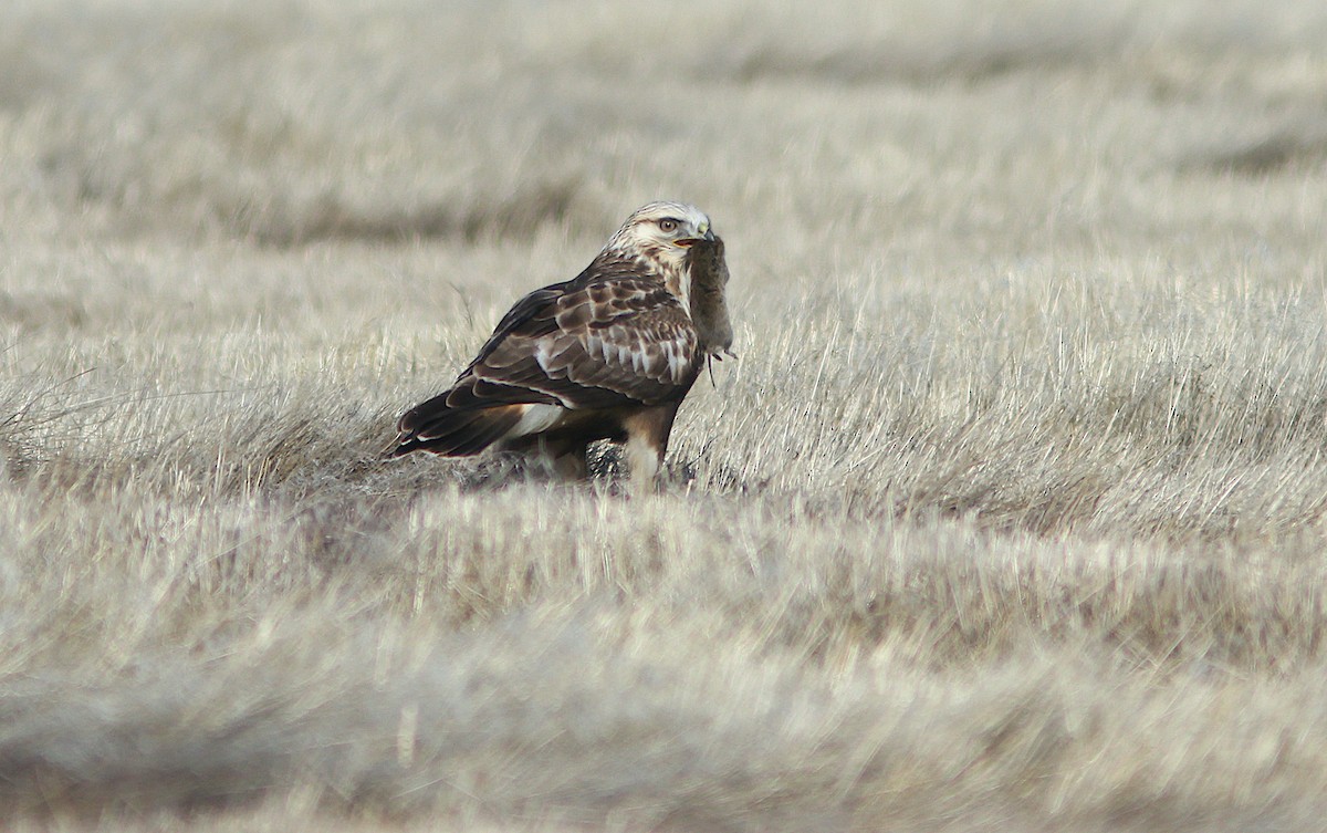 Rough-legged Hawk - ML244211361