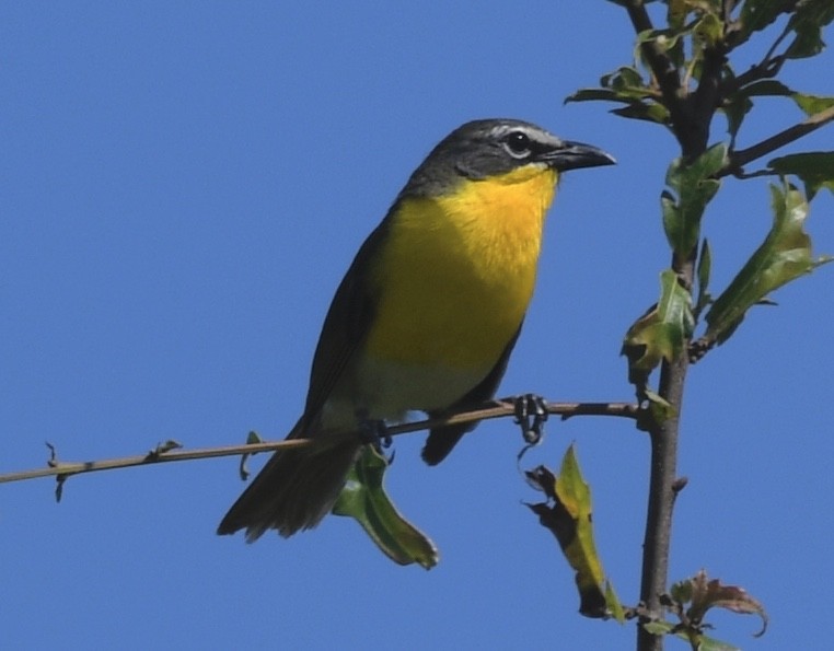 Yellow-breasted Chat - ML244212151