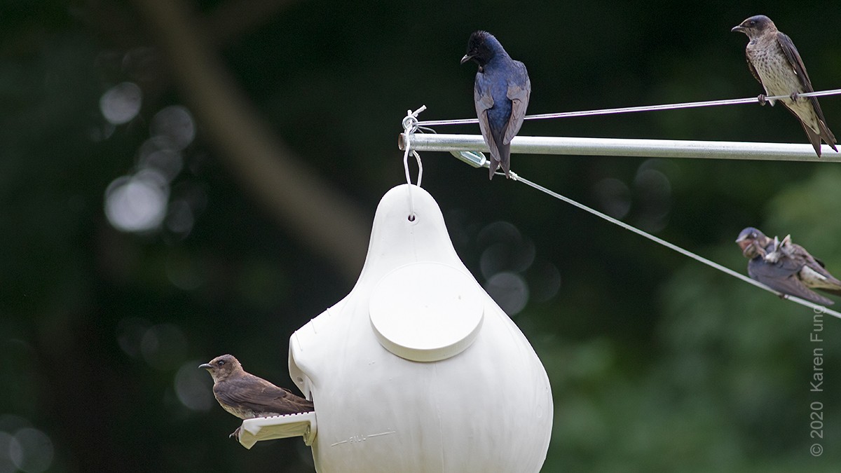 Purple Martin - ML244217431