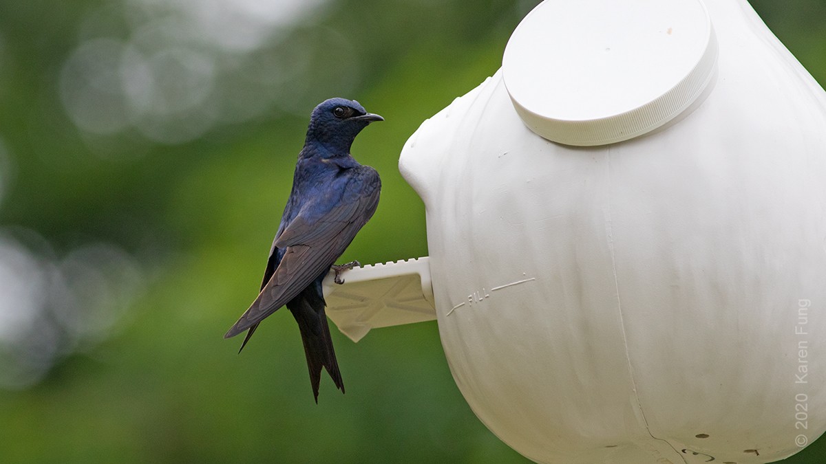 Purple Martin - ML244217471