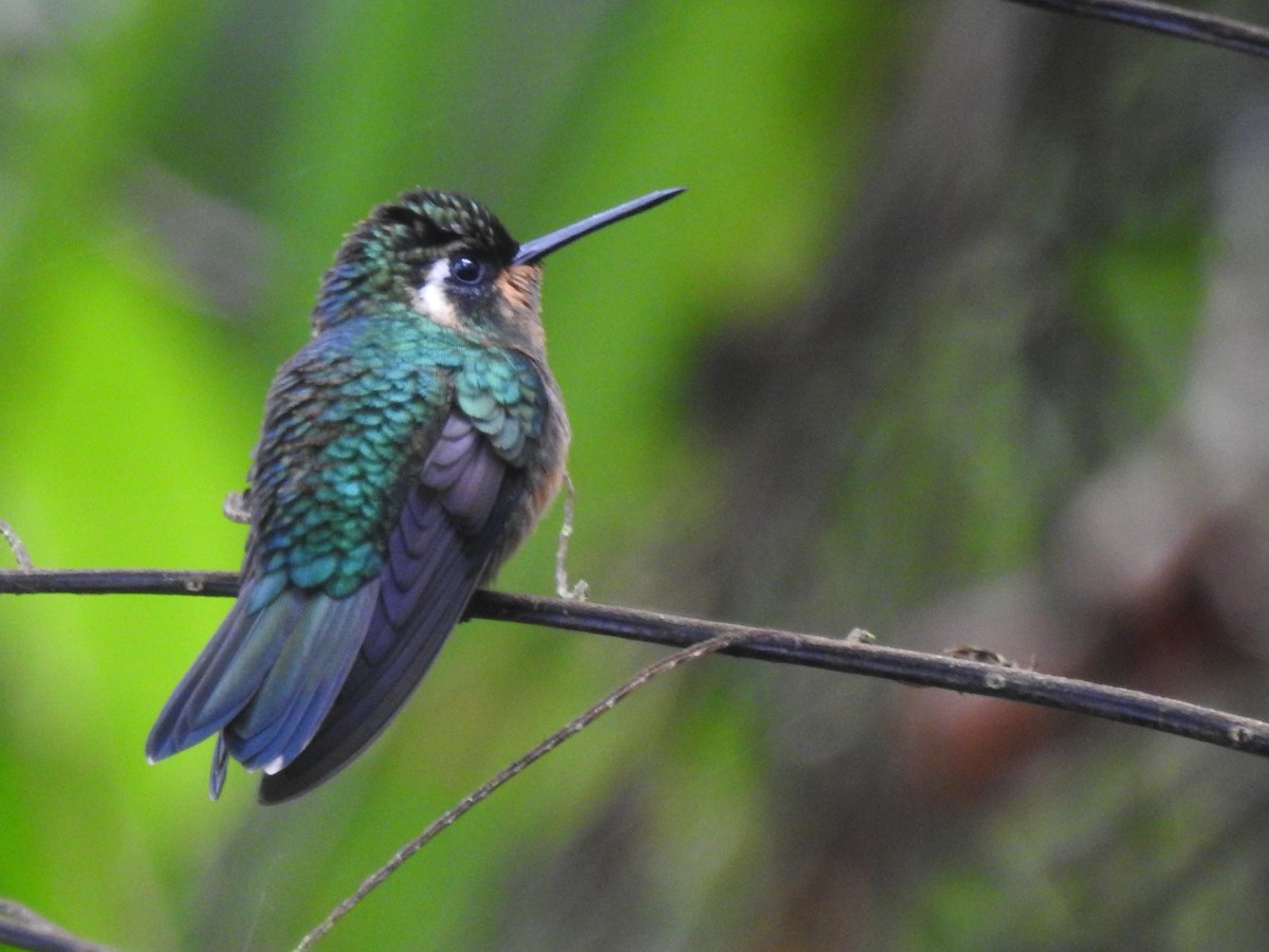 kolibřík fialovohrdlý - ML244218611