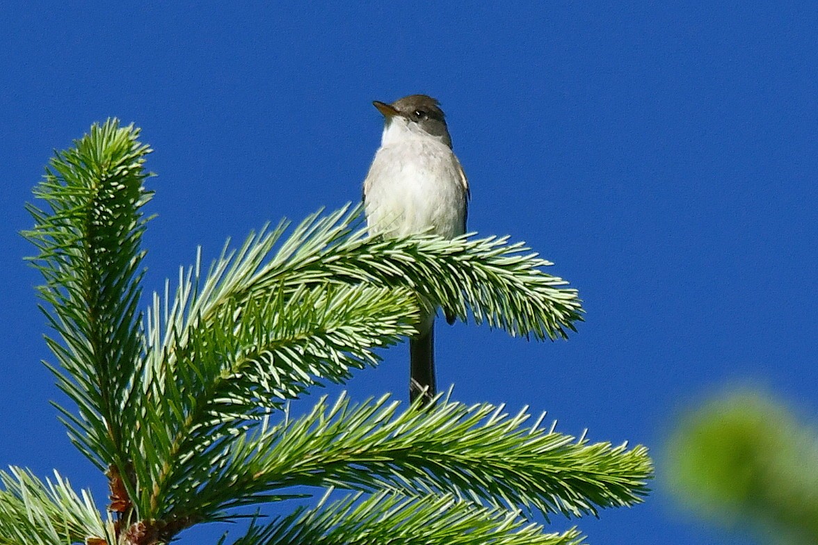 Weidenschnäppertyrann - ML244218781