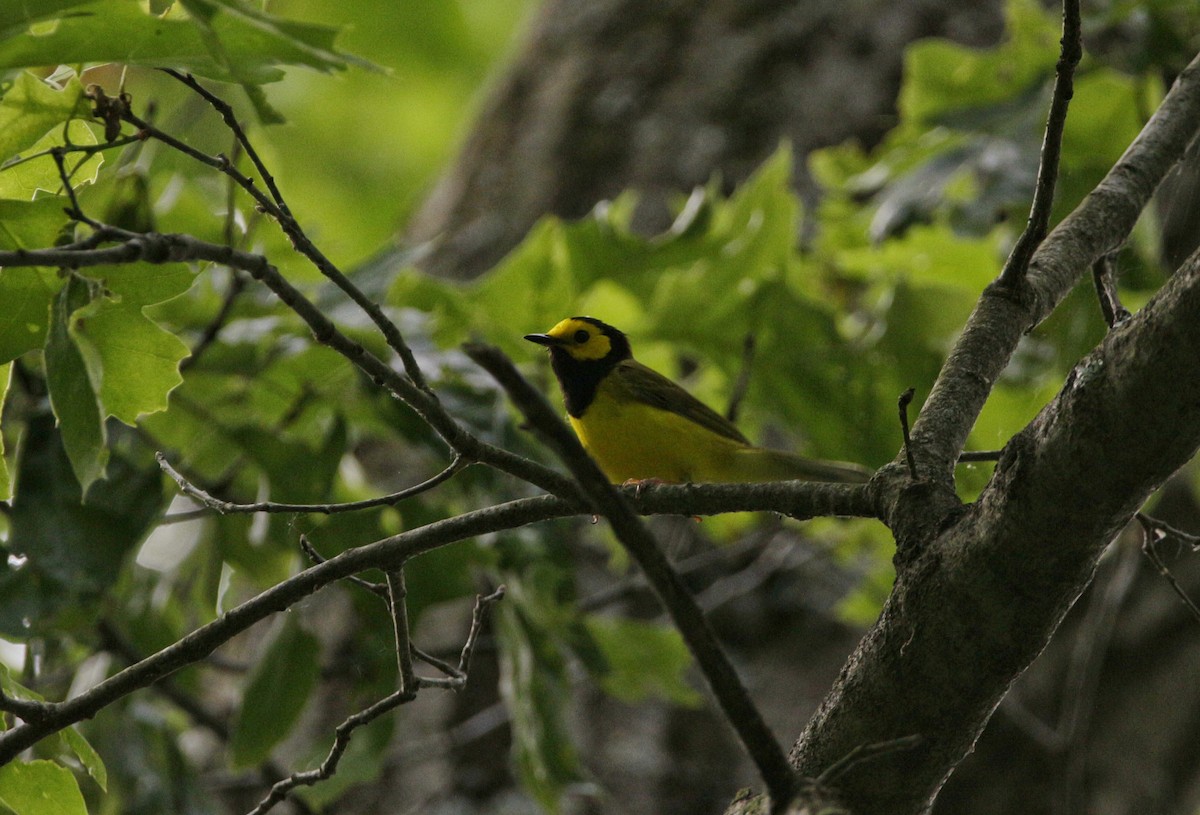 Hooded Warbler - ML244220221